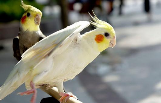 雞尾鸚鵡的外形特征 雞尾鸚鵡的簡介