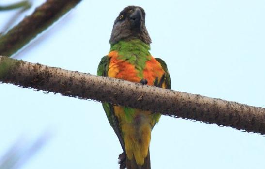 金色錐尾鸚鵡的飼養(yǎng)方法 金色錐尾鸚鵡的價(jià)格