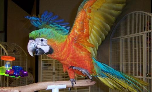 軍艦金剛鸚鵡的壽命有多久？軍艦金剛鸚鵡的價格