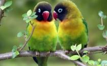 黑頭凱克鸚鵡如何繁殖？黑頭凱克鸚鵡的飼養(yǎng)方法