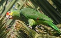 紅額金剛鸚鵡的產地 紅額金剛鸚鵡的簡介