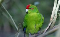 紅額鸚鵡的產(chǎn)地 紅額鸚鵡的簡介