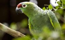 紅額鸚鵡的飼養(yǎng)方法 紅額鸚鵡的價(jià)格
