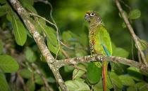 紅腹金剛鸚鵡產(chǎn)自哪里？紅腹金剛鸚鵡的簡(jiǎn)介