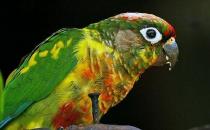 紅腹鸚鵡多少錢(qián)能買(mǎi)？紅腹鸚鵡的飼養(yǎng)方法