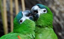 紅肩金剛鸚鵡產自哪里？紅肩金剛鸚鵡的簡介