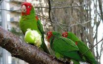 紅面具錐尾鸚鵡簡介 紅面具錐尾鸚鵡的生存環境