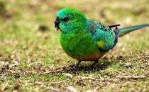 紅腰鸚鵡產自哪里？紅腰鸚鵡的簡介