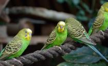 虎皮鸚鵡怎么分公母？虎皮鸚鵡會長大嗎？