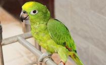 黃冠亞馬遜鸚鵡飼養方法 黃冠亞馬遜鸚鵡的價格