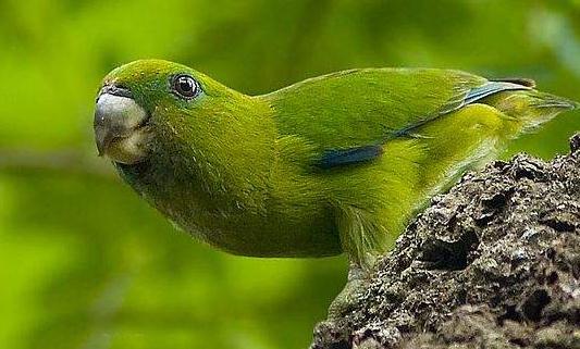 快速鸚鵡的簡介 快速鸚鵡的產地