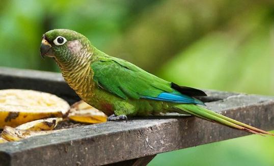 藍喉錐尾鸚鵡如何繁殖？藍喉錐尾鸚鵡的飼養(yǎng)方法