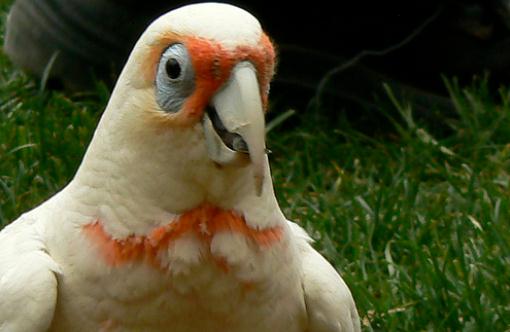 米切氏鳳頭鸚鵡簡介 米切氏鳳頭鸚鵡產地