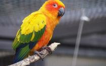 藍冠錐尾鸚鵡的產地 藍冠錐尾鸚鵡的簡介