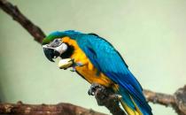 藍黃金剛鸚鵡的簡介 藍黃金剛鸚鵡的生活環境