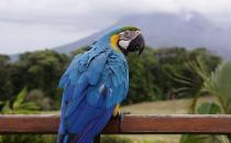 藍(lán)黃金剛鸚鵡如何繁殖？藍(lán)黃金剛鸚鵡的飼養(yǎng)方法