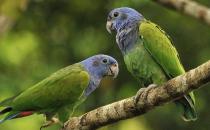 藍(lán)頭金剛鸚鵡的飼養(yǎng)方法 藍(lán)頭金剛鸚鵡的價(jià)格