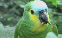 藍頭鸚鵡的飼養方法 藍頭鸚鵡的價格