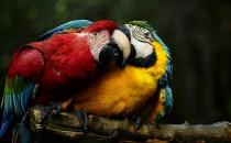 栗額金剛鸚鵡的簡介 栗額金剛鸚鵡的產地