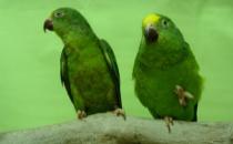 鱗頭鸚鵡的飼養方法 鱗頭鸚鵡的價格