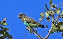 邁耶氏鸚鵡的簡介 邁耶氏鸚鵡的產地