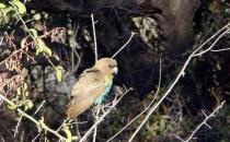 邁耶氏鸚鵡多少錢？邁耶氏鸚鵡的飼養方法