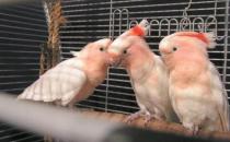 米切氏鳳頭鸚鵡如何飼養？米切氏鳳頭鸚鵡的價格