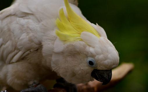 摩鹿加鳳頭鸚鵡如何繁殖?摩鹿加鳳頭鸚鵡飼養(yǎng)方法