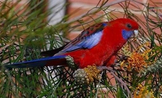 深紅玫瑰鸚鵡如何飼養(yǎng)?深紅玫瑰鸚鵡的價(jià)格