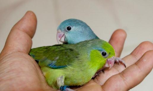 太平洋鸚鵡有什么喂養要點?