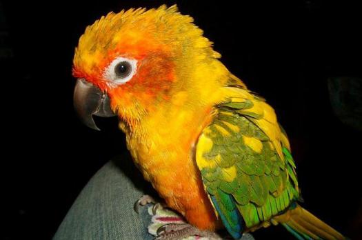 太陽錐尾鸚鵡的簡介 太陽錐尾鸚鵡的產地