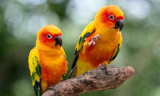 太陽錐尾鸚鵡的飼養方法 太陽錐尾鸚鵡的價格