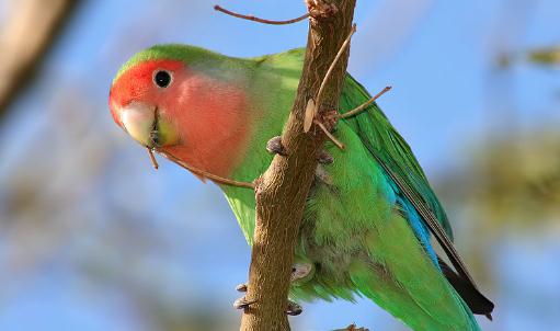 桃面愛情鳥的簡介 桃面愛情鳥的產地