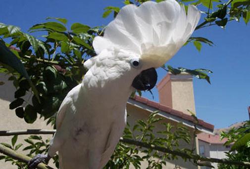 雨傘鳳頭鸚鵡產自哪里?