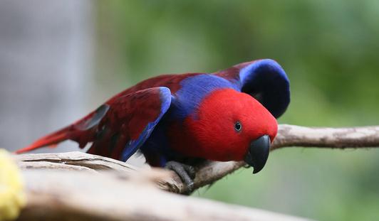 折衷鸚鵡的價(jià)格 折衷鸚鵡的簡介