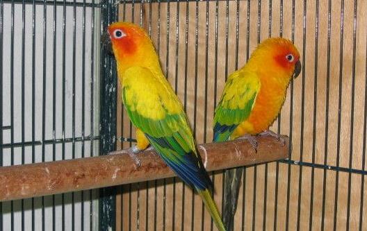 珍達錐尾鸚鵡的價格 珍達錐尾鸚鵡的飼養(yǎng)方法