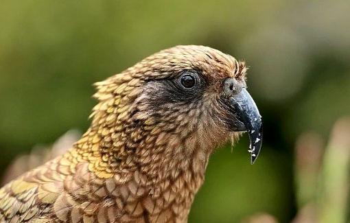 啄羊鸚鵡是怎樣的？啄羊鸚鵡如何繁殖？