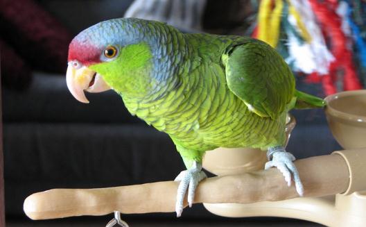 紫冠亞馬遜鸚鵡的生存環境是怎樣的?