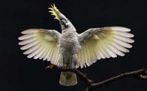 摩鹿加鳳頭鸚鵡簡介-摩鹿加鳳頭鸚鵡生長環境