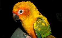 太陽錐尾鸚鵡的簡介 太陽錐尾鸚鵡的產(chǎn)地