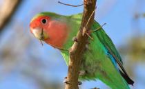 桃面愛情鳥的簡介 桃面愛情鳥的產地