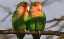 桃面愛(ài)情鳥(niǎo)怎么分公母？桃面愛(ài)情鳥(niǎo)的價(jià)格