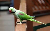 亞歷山大鸚鵡的簡介 亞歷山大鸚鵡的產地