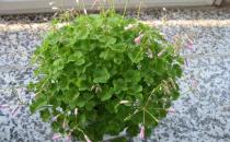 ?這些植物最好不要擺放在室內