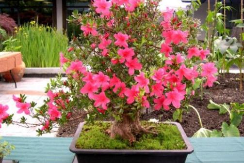 家里養什么花能改善空氣?