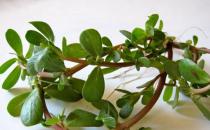 吃什么對頭發好 盤點17種護發食物