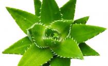 多吃幾款食物讓你肌膚美麗