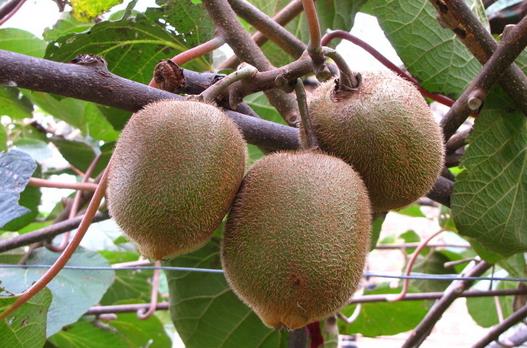 獼猴桃祛斑 女性美容圣果