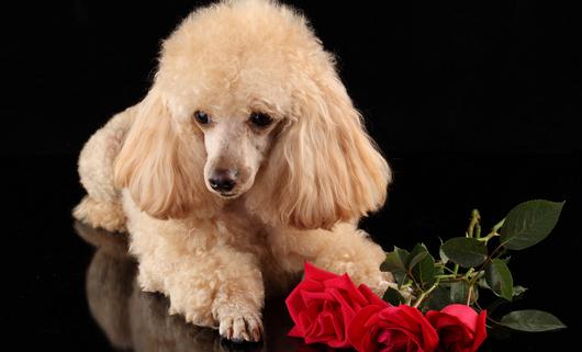 給狗狗洗澡需要注意什么?