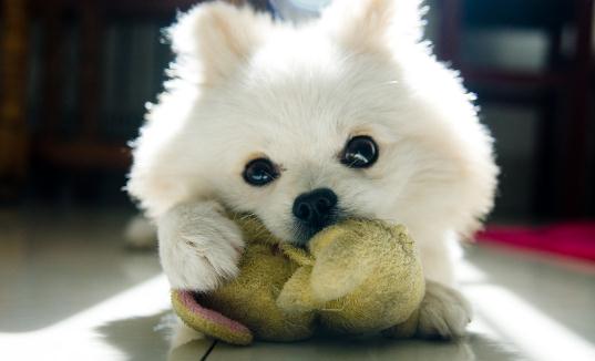 公母狗混養(yǎng)要隔開嗎？